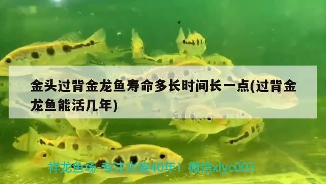 金頭過背金龍魚壽命多長時(shí)間長一點(diǎn)(過背金龍魚能活幾年)