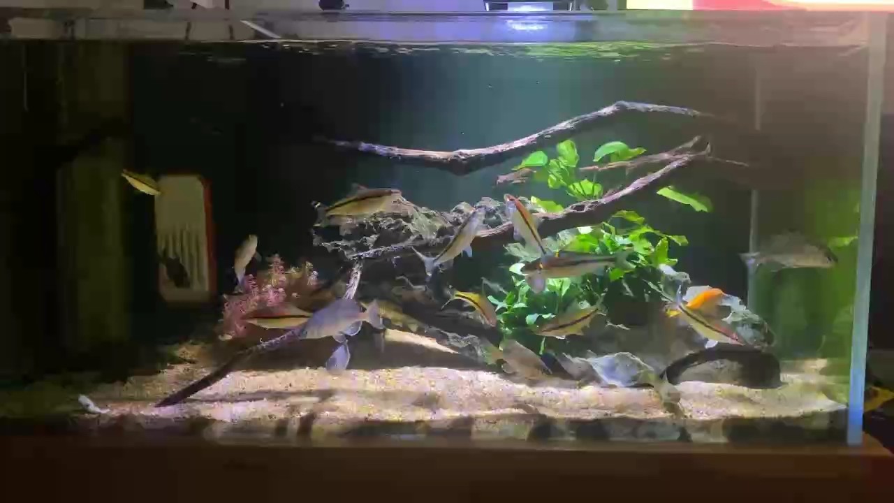 新造了個景