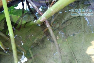魟魚水深：賞魚的生活習性