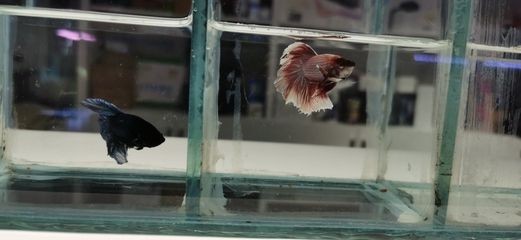 魟魚水深：賞魚的生活習性