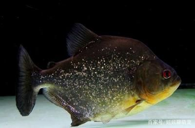 虎魚咬虎魚：虎魚是一種具有強烈攻擊性的魚類