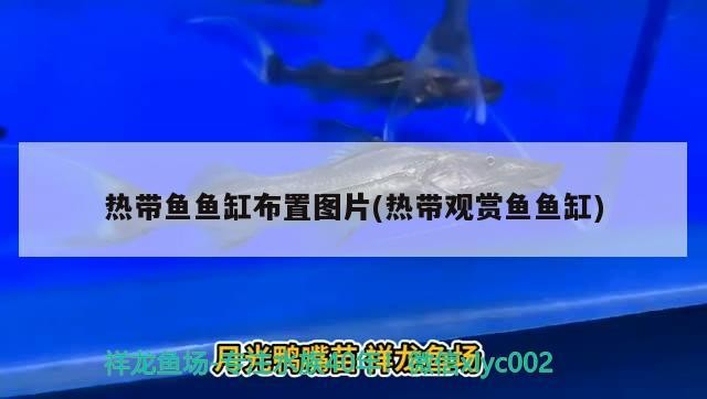 熱帶魚魚缸布置圖片(熱帶觀賞魚魚缸)
