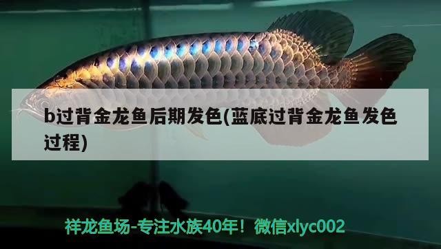 b過背金龍魚后期發(fā)色(藍底過背金龍魚發(fā)色過程)