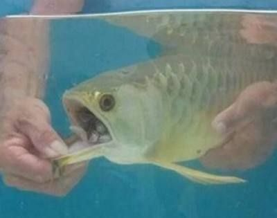金龍魚不吃飼料怎么辦：金龍魚不吃飼料可能由多種因素引起，金龍魚飼料選擇指南