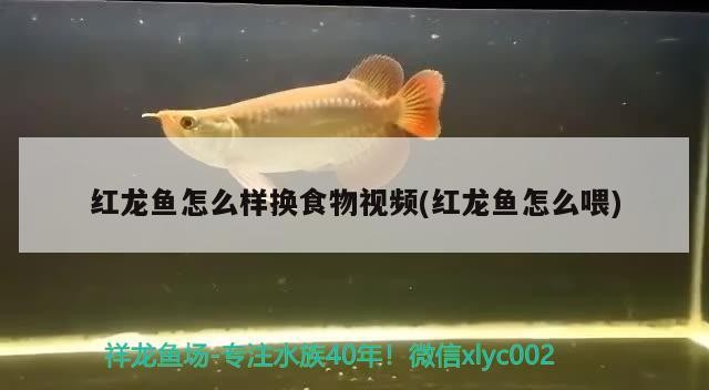 紅龍魚怎么樣換食物視頻(紅龍魚怎么喂)