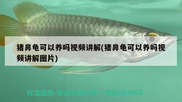 豬鼻龜可以養嗎視頻講解(豬鼻龜可以養嗎視頻講解圖片)