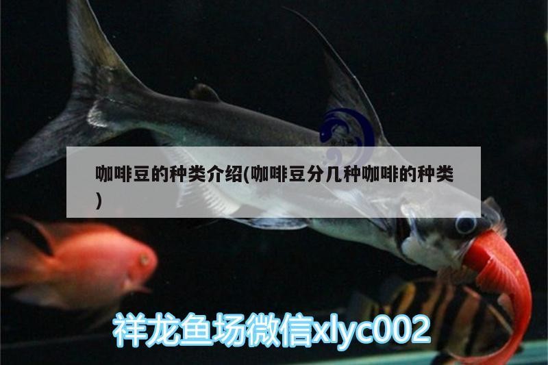 咖啡豆的種類介紹(咖啡豆分幾種咖啡的種類)