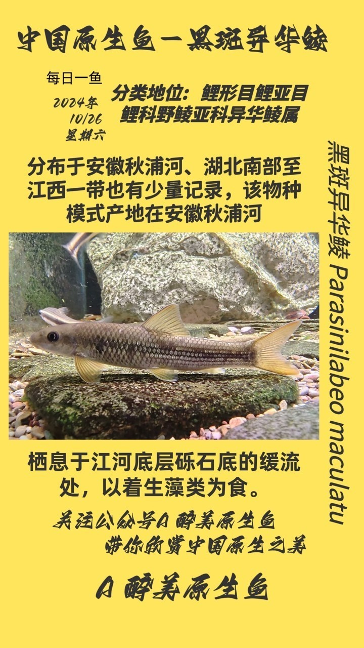黑斑異華鯪
