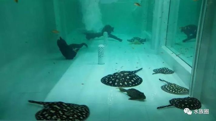 魟魚總是往水面上撲水什么原因：魟魚總是往水面上撲水什么原因[需手動填充]魚總是往水面撲水