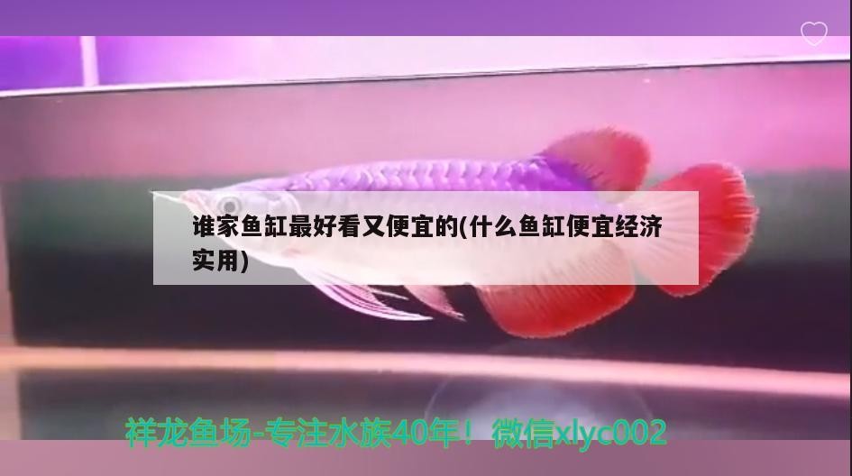 誰家魚缸最好看又便宜的(什么魚缸便宜經濟實用)
