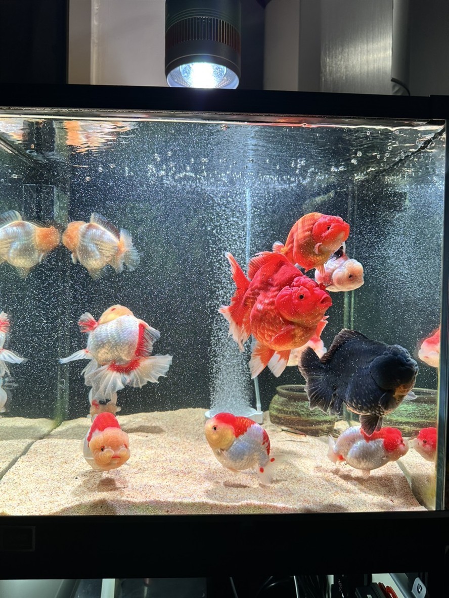魚缸用增氧泵價格是多少:魚缸增氧機-xtrac增氧機-xtrac增氧機 新缸沒到 龍魚論壇 新缸沒到 新缸沒到 龍魚論壇