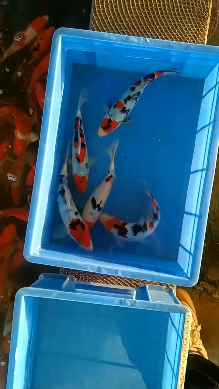 櫻花后代