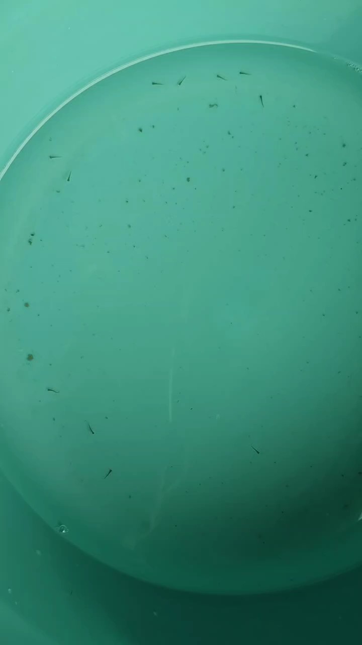 秋天了，居然有條金魚甩籽，最后從魚缸里撈到這么幾條小不點。。。