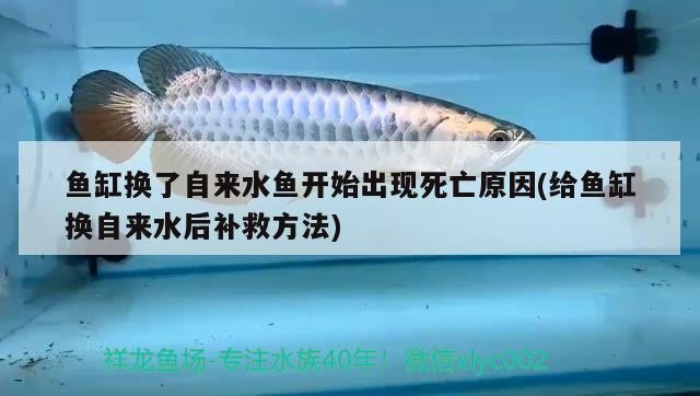 魚缸換了自來水魚開始出現死亡原因(給魚缸換自來水后補救方法)