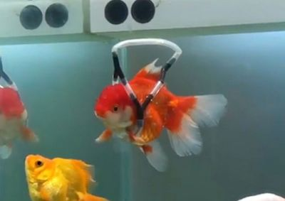 diy魚缸滴流盒過濾器怎么安裝：diy魚缸滴流盒過濾器的安裝方法 diy魚缸滴流盒過濾器怎么安裝：diy魚缸滴流盒過濾器的安裝方法 魚缸百科 第3張