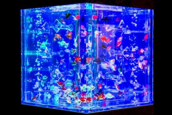 diy魚缸滴流盒過濾器怎么安裝：diy魚缸滴流盒過濾器的安裝方法 diy魚缸滴流盒過濾器怎么安裝：diy魚缸滴流盒過濾器的安裝方法 魚缸百科 第4張