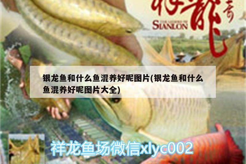 銀龍魚和什么魚混養好呢圖片(銀龍魚和什么魚混養好呢圖片大全)