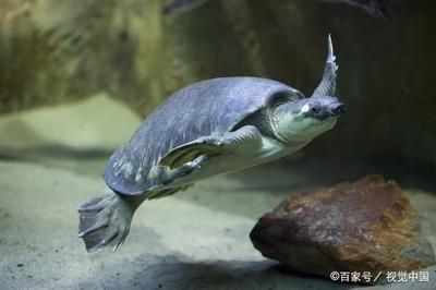 賣豬鼻龜需要辦什么證：豬鼻龜養殖許可證出售時需要遵守10年以前飼養的證件