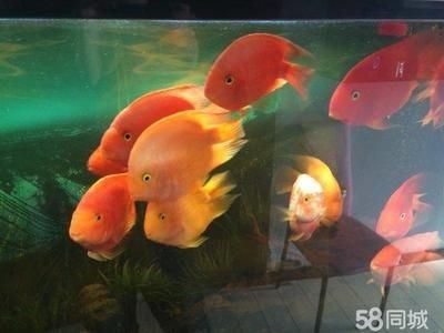 森森水族館里面的鸚鵡 森森水族館里面的鸚鵡 森森魚缸