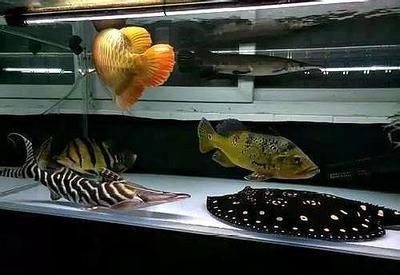 魟魚混養啥魚