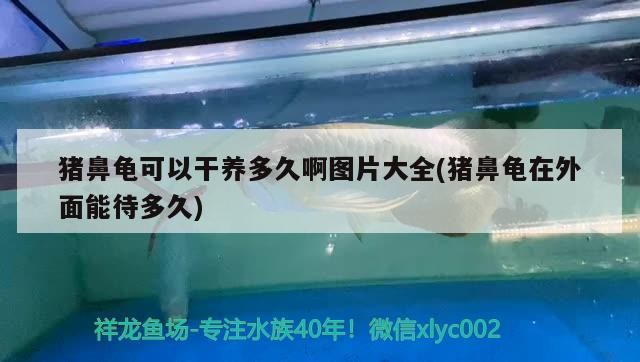豬鼻龜可以干養(yǎng)多久啊圖片大全(豬鼻龜在外面能待多久)