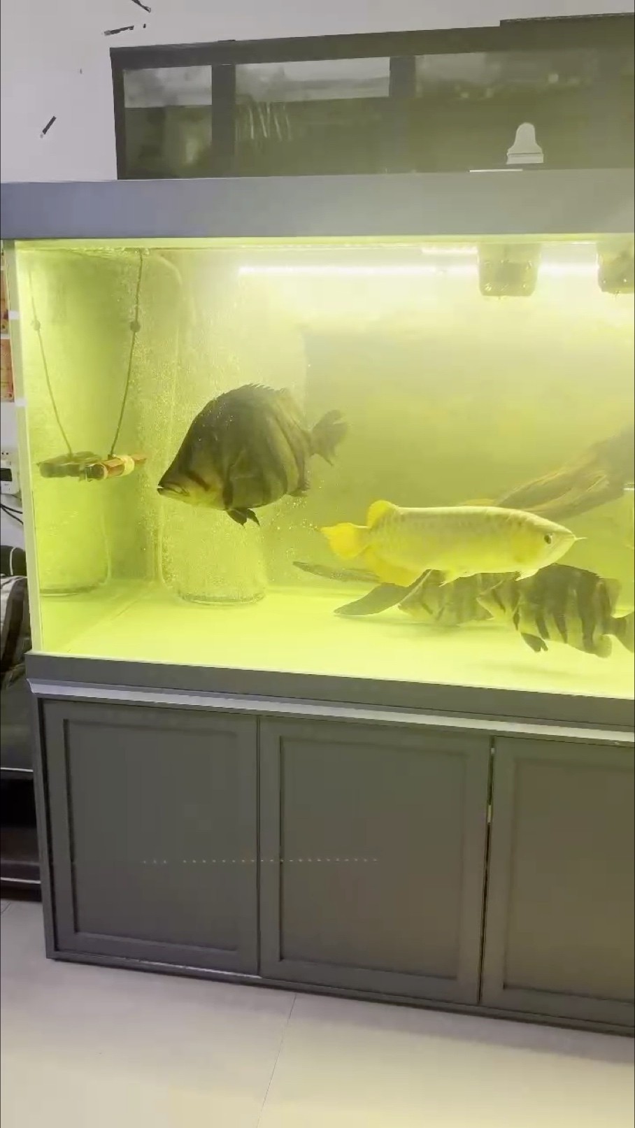 我的虎魚真菌感染了要怎么處理 60+公分蘇虎, 龍魚論壇 60+公分蘇虎, 60+公分蘇虎, 龍魚論壇