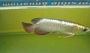 小過(guò)背金龍魚(yú)好養(yǎng)嗎:小過(guò)背金龍魚(yú)繁殖技巧和注意事項(xiàng)和注意事項(xiàng) 金龍魚(yú)百科 第5張 小過(guò)背金龍魚(yú)好養(yǎng)嗎:小過(guò)背金龍魚(yú)繁殖技巧和注意事項(xiàng)和注意事項(xiàng) 小過(guò)背金龍魚(yú)好養(yǎng)嗎:小過(guò)背金龍魚(yú)繁殖技巧和注意事項(xiàng)和注意事項(xiàng) 金龍魚(yú)百科 第5張