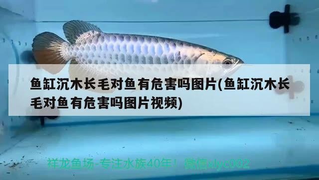 觀賞魚 魚缸沉木長毛對(duì)魚有危害嗎圖片(魚缸沉木長毛對(duì)魚有危害嗎圖片視頻) 金龍魚百科 魚缸沉木長毛對(duì)魚有危害嗎圖片(魚缸沉木長毛對(duì)魚有危害嗎圖片視頻) 魚缸沉木長毛對(duì)魚有危害嗎圖片(魚缸沉木長毛對(duì)魚有危害嗎圖片視頻) 金龍魚百科