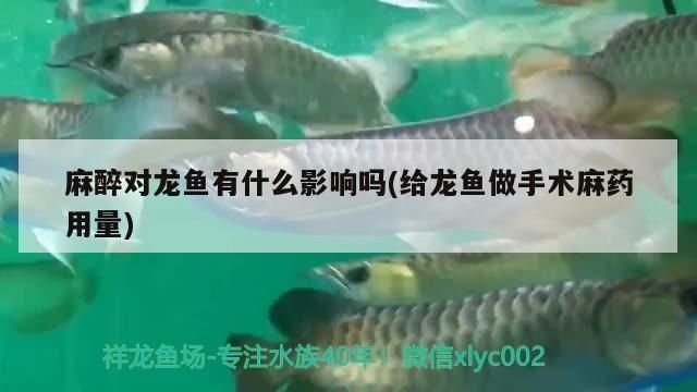 龍魚麻醉后鱗片變色了還能吃嗎vs祥龍魚場：如何正確麻醉龍魚，祥龍魚場龍魚品質評價
