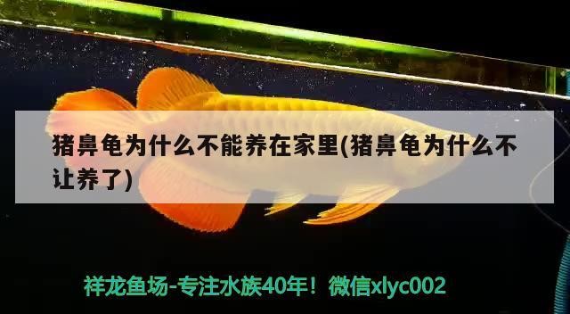 豬鼻龜為什么不能養在家里(豬鼻龜為什么不讓養了) 豬鼻龜為什么不能養在家里(豬鼻龜為什么不讓養了) 豬鼻龜百科