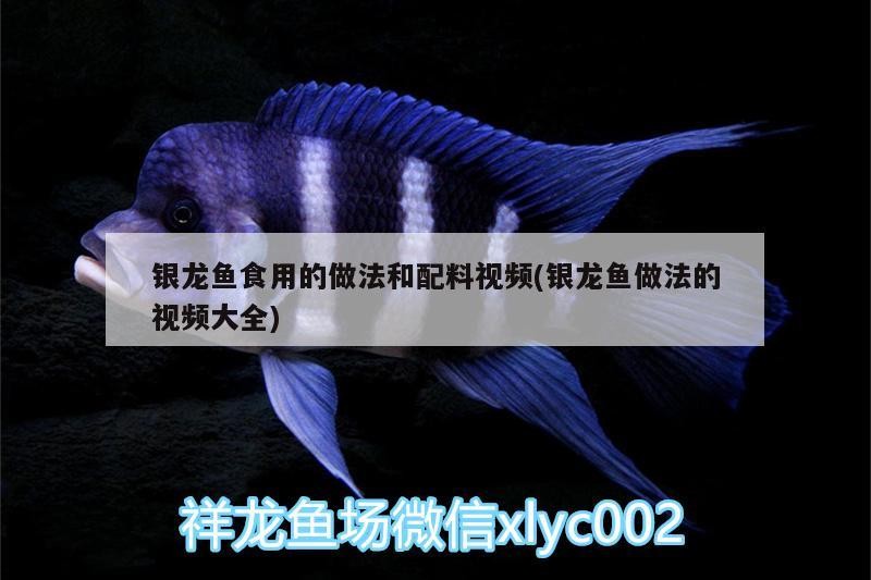 銀龍魚食用的做法和配料視頻(銀龍魚做法的視頻大全)
