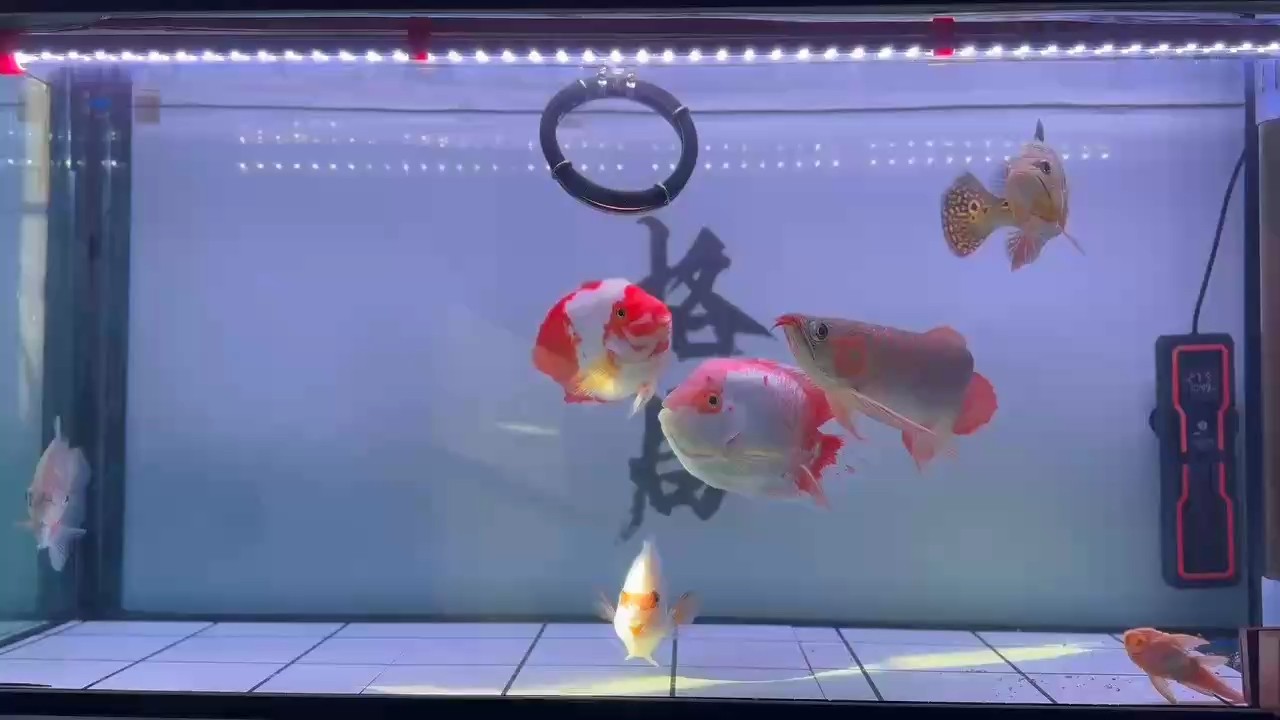 鸚鵡魚和銀龍魚混養怎樣喂食 嘿嘿?? 龍魚論壇 嘿嘿?? 嘿嘿?? 龍魚論壇