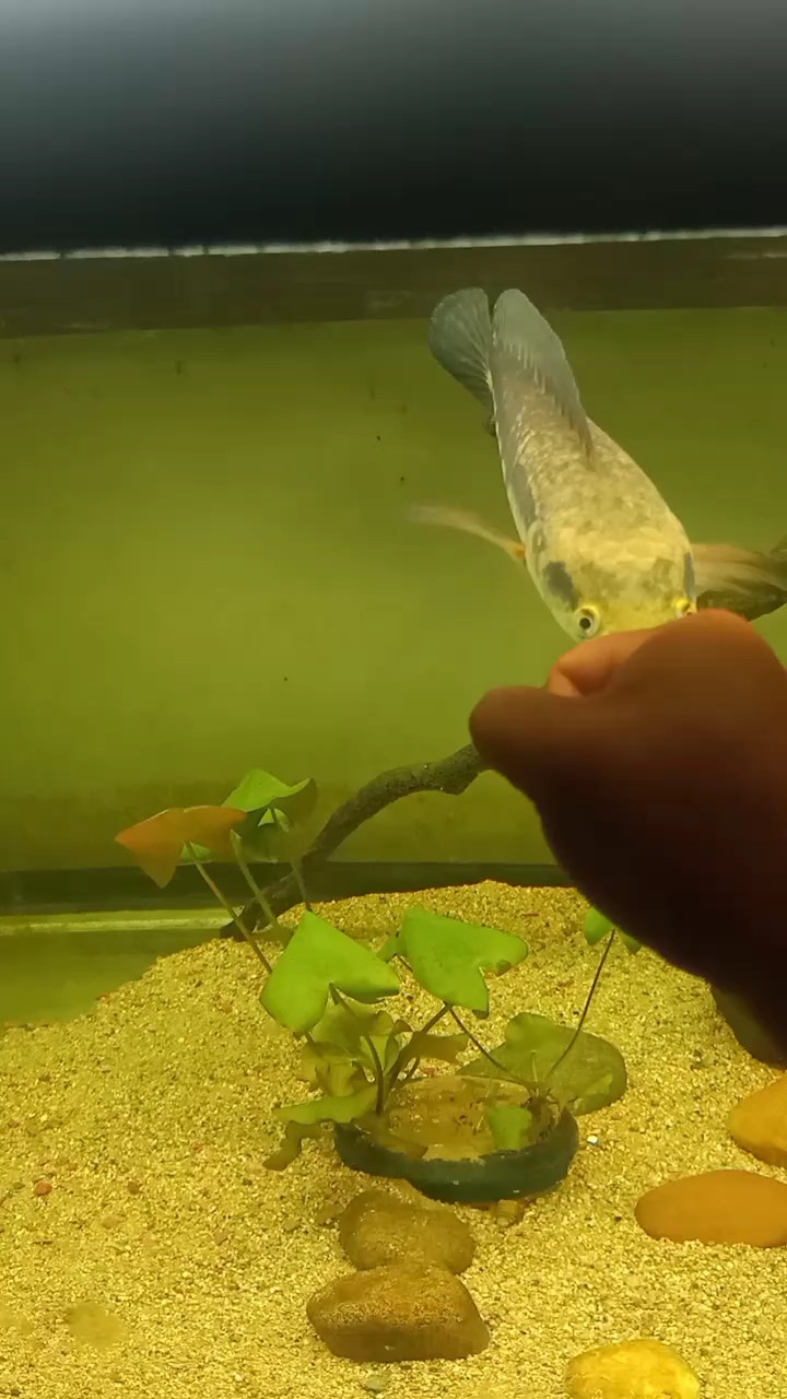 狀態慢慢起來了，開始咬缸了