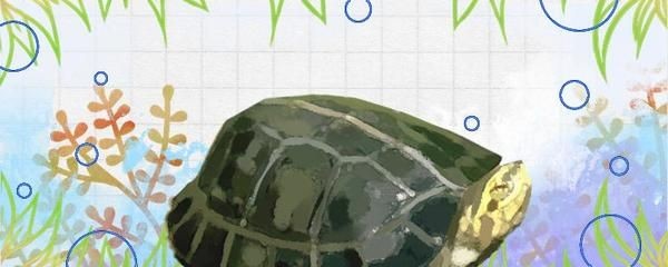 魟魚一天喂一頓生長(zhǎng)速度有多快：魟魚的生長(zhǎng)速度受到多種因素影響飼養(yǎng)環(huán)境、食物營(yíng)養(yǎng)、喂食頻率等