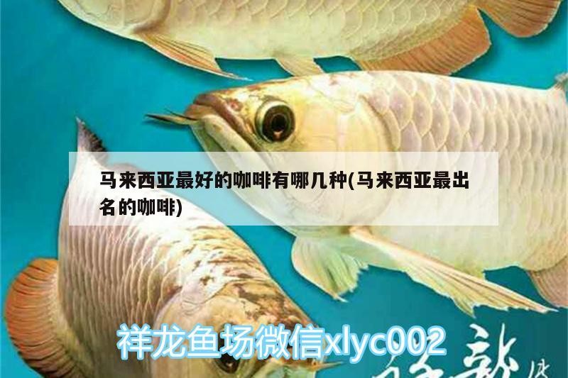 馬來西亞最好的咖啡有哪幾種(馬來西亞最出名的咖啡) 馬來西亞最好的咖啡有哪幾種(馬來西亞最出名的咖啡) 馬來西亞咖啡