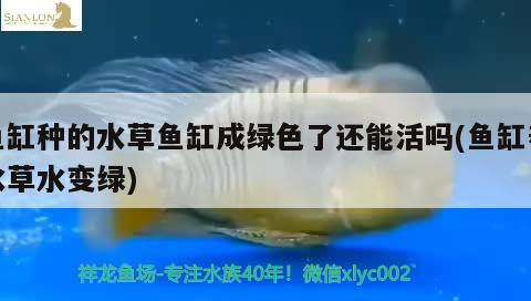 12毫米的玻璃能做多大的魚缸（ 12毫米的玻璃一平多少公斤）