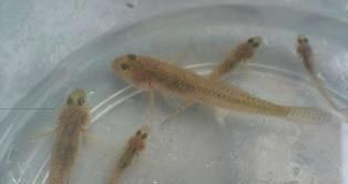 虎魚身體發白怎么辦:虎魚身體發白怎么辦虎魚身體發白怎么辦