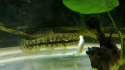 虎魚身體發白怎么辦:虎魚身體發白怎么辦虎魚身體發白怎么辦