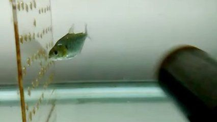 虎魚身體發白怎么辦：虎魚身體發白怎么辦虎魚身體發白怎么辦