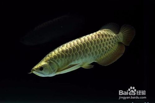 老魚匠氧氣泵不出氣(氧氣泵不出水了是怎么回事)