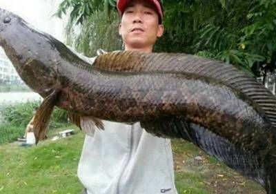 jhwsz魚缸官網：jhwsz魚缸官網jhwsz魚缸官網appjhwsz魚缸質量好不好 jhwsz魚缸官網：jhwsz魚缸官網jhwsz魚缸官網appjhwsz魚缸質量好不好 魚缸百科 第4張