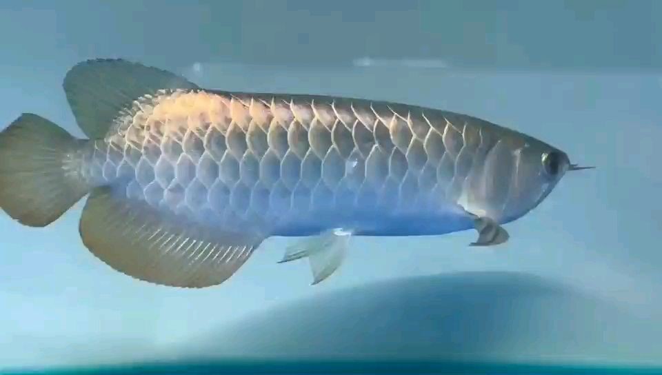 金藍底過背金龍魚