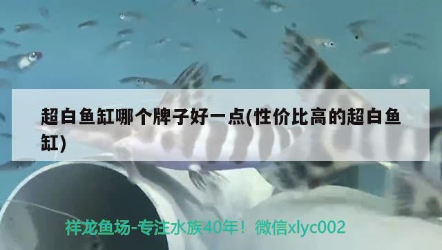 超白魚缸哪個(gè)牌子好一點(diǎn)(性價(jià)比高的超白魚缸) 超白魚缸哪個(gè)牌子好一點(diǎn)(性價(jià)比高的超白魚缸) 金龍魚百科