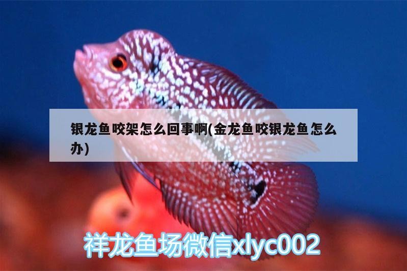 銀龍魚(yú)咬架怎么回事啊(金龍魚(yú)咬銀龍魚(yú)怎么辦)