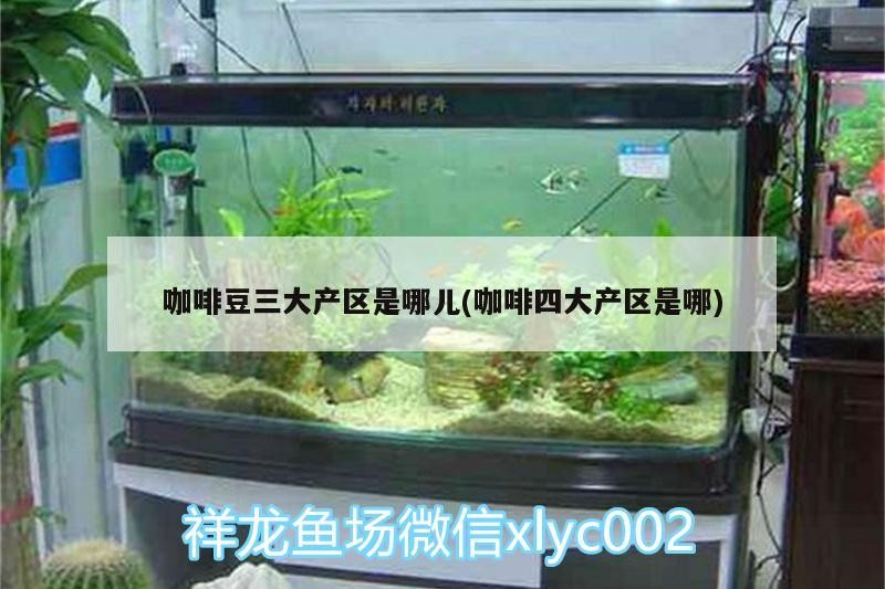 金龍魚的壽命有多長，百度百科--金龍魚（美麗硬仆骨舌魚（美麗硬仆骨舌魚）