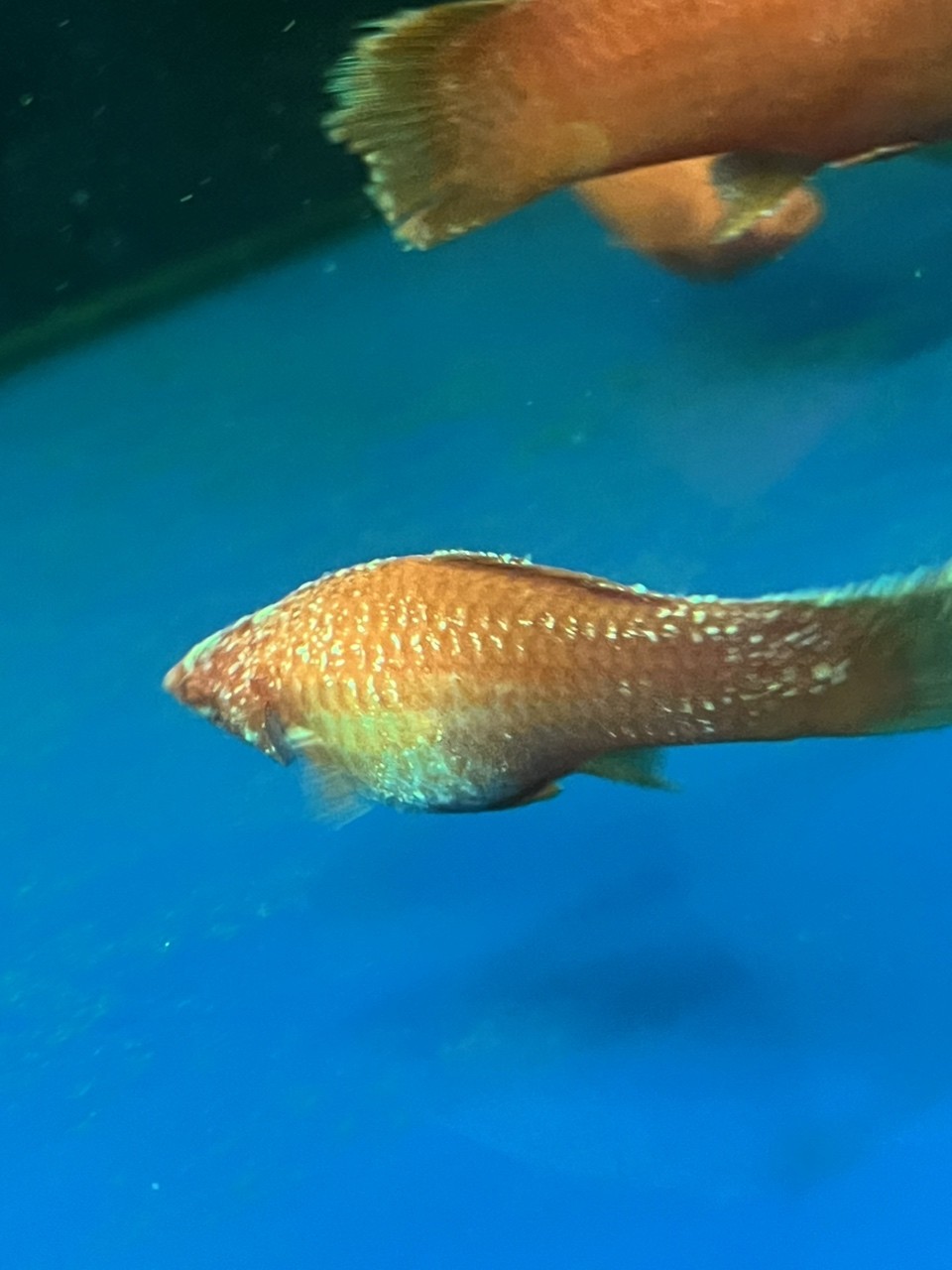這是魚的啥病要用什么藥？
