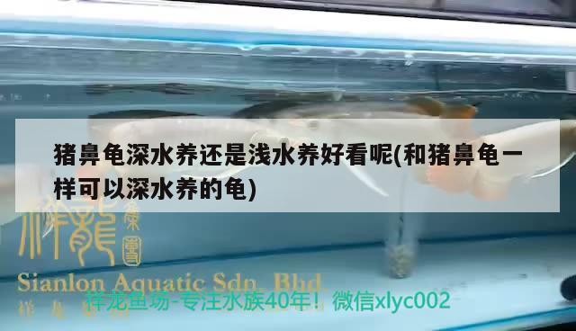 豬鼻龜深水養(yǎng)還是淺水養(yǎng)好看呢(和豬鼻龜一樣可以深水養(yǎng)的龜)