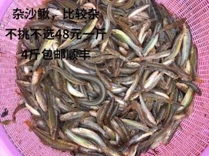 虎魚喂活泥鰍:虎魚喂食活泥鰍存在一定的風險 虎魚百科 第1張 虎魚喂活泥鰍:虎魚喂食活泥鰍存在一定的風險 虎魚喂活泥鰍:虎魚喂食活泥鰍存在一定的風險 虎魚百科 第1張