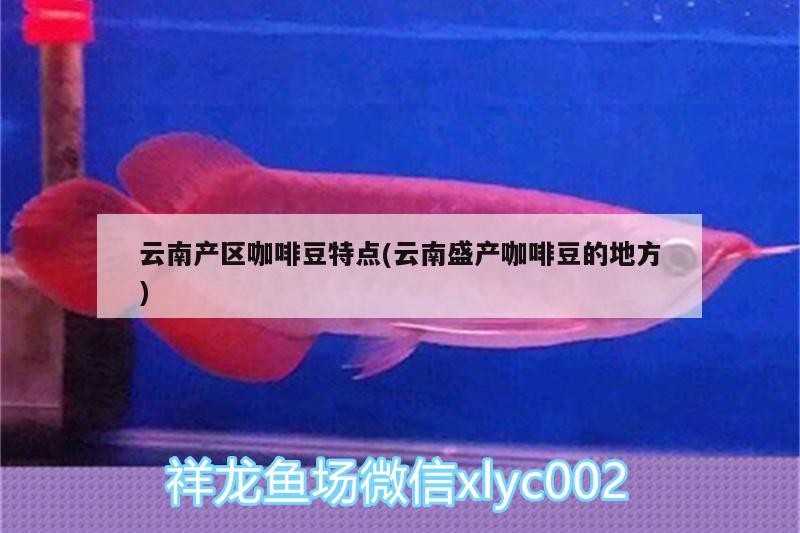 云南產區咖啡豆特點(云南盛產咖啡豆的地方)