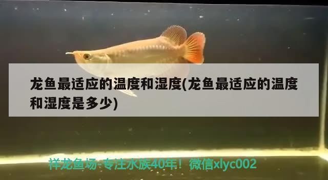 龍魚適應溫度vs祥龍魚場：祥龍魚場口碑評價龍魚常見疾病預防祥龍魚場口碑評價
